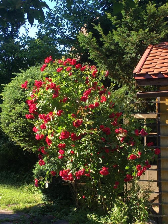 Vila Willa Schmetterling Duszniki Zdrój Exteriér fotografie